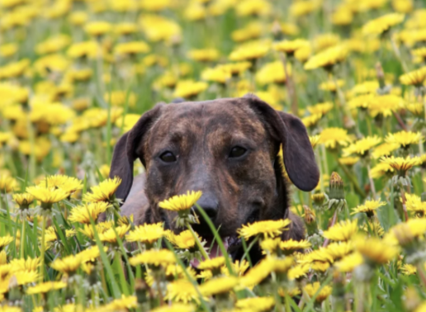 Vorträge rund um das Thema Hund 