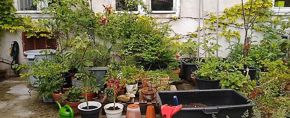 Erfahrungs- und Pflanzerltausch fürs Biogärtnern am Fensterbrett / in Balkonien
