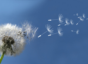 Silvia Yañez: Coaching in Krisensituationen