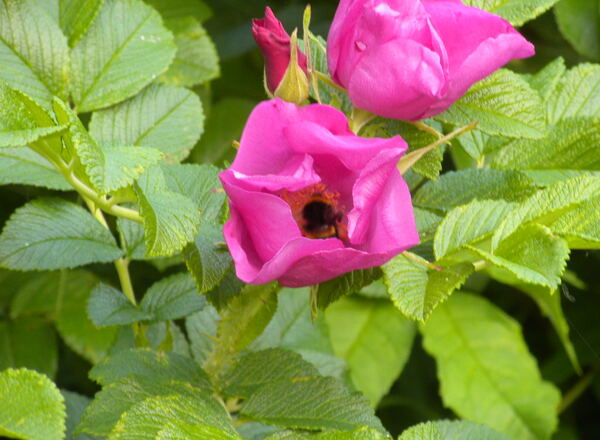 Maerju´s Geschichtenladen