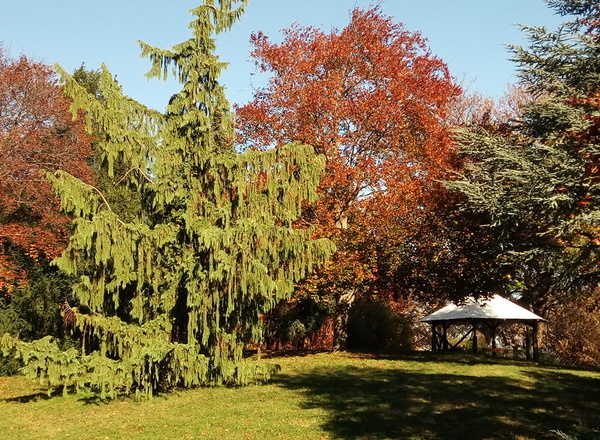 Baum & Herz im Rothschildgarten