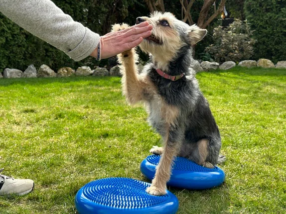 Hundetraining mit Roya – Foto 11