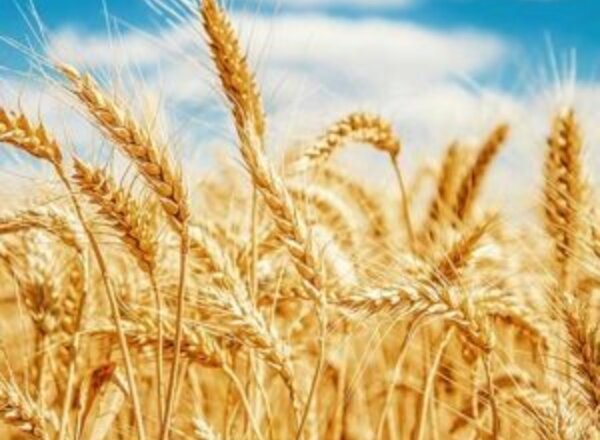 Schamanischer Heilkreis LUGHNASADH