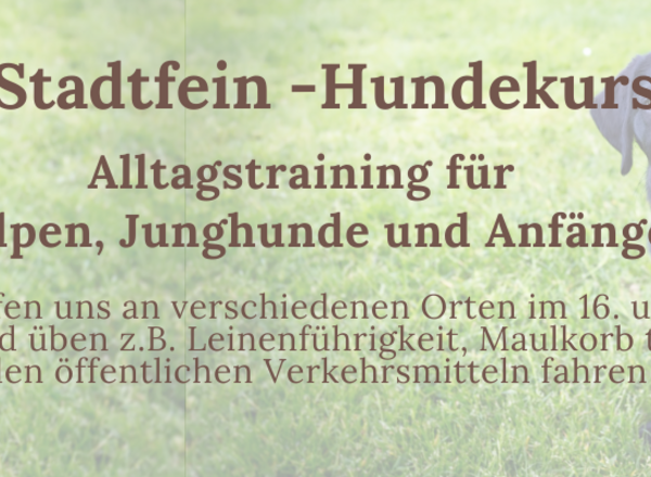 Stadtfein - Hundekurs für Welpen, Junghunde und Anfänger