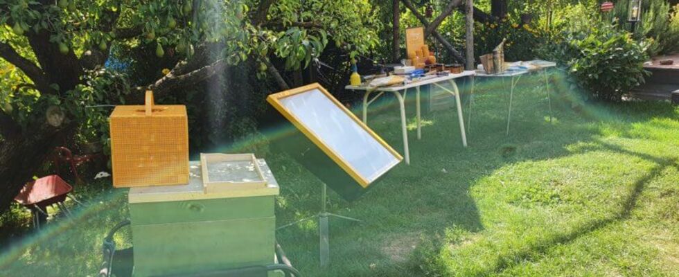 Offener Bienenstock bei Prater-Honig 2022