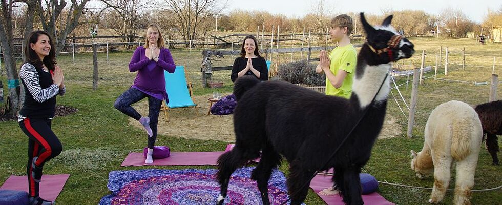 Yoga mit Alpakas