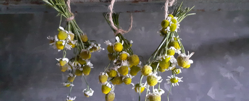 Rasche Hilfe aus der Natur