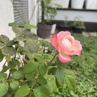 Gallery Foto
