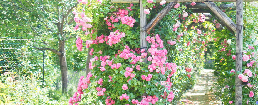 Rosenworkshop - Stelle Dein pflegendes Rosenpeeling her.