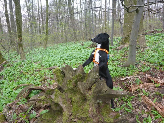 Hundetraining mit Roya – Foto 10