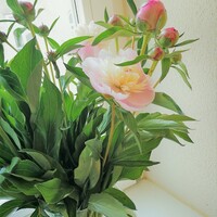 Gallery Foto