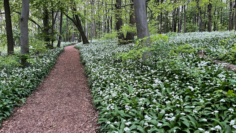 Finanz-Coaching im Wald – Foto 1