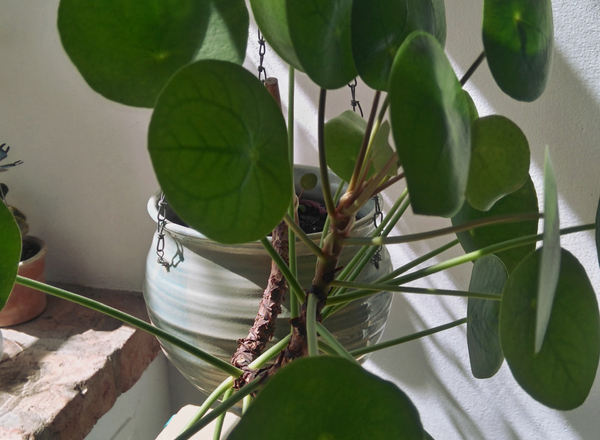 Let bloom! Shaping native plants & SURE fixed - OpenTalk to Clay