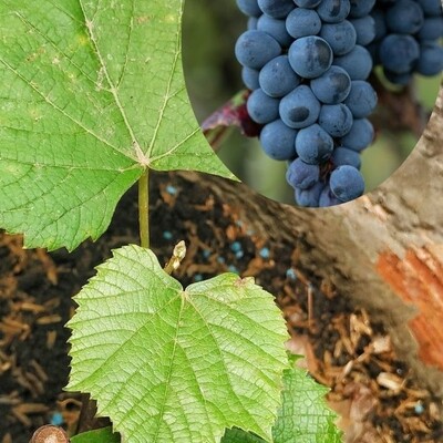 #<CrowdReward:0x00007fd2ee12f020>