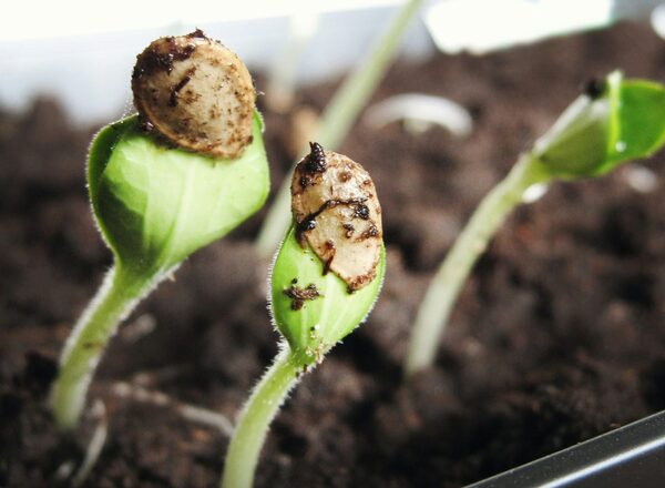 Saatgut - Steckling - Steckholz