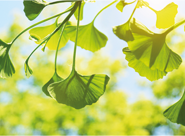 Susanne Richter von diewildweisen