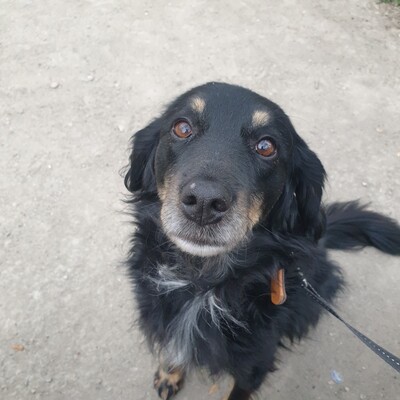 Ich suche einen Coaching-Raum, in dem ich auch meinen sehr lieben, ruhige Hund mitnehmen darf.