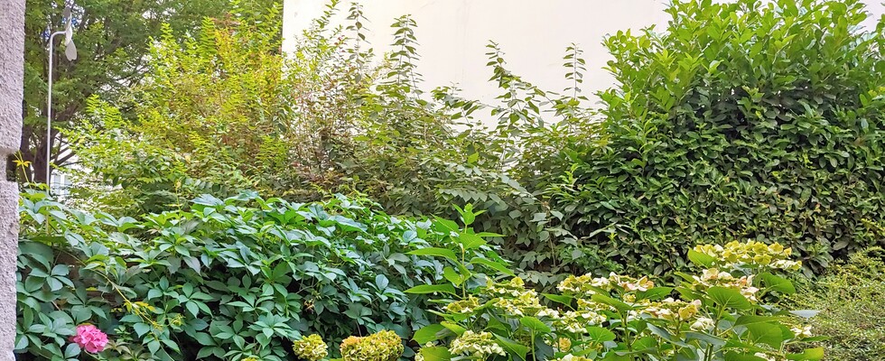 Praxis  mit privatem Garten im Karmeliterviertel Montag und Freitag bis 15:30