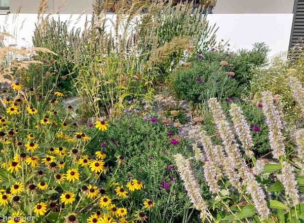 Pflanzenbegegnung Artenreiche Mischpflanzung