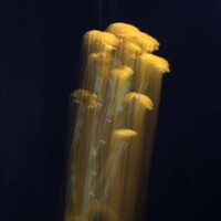 Gallery Foto