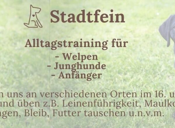 🐾Stadtfein - Alltagstraining für Welpen, Junghunde und Anfänger