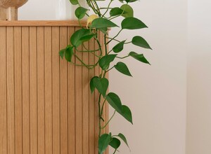 Gallery Foto
