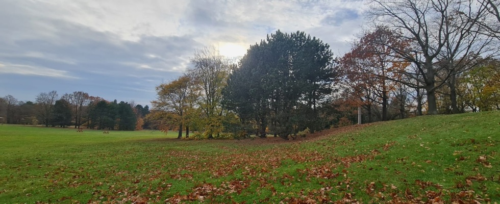 Baum und Herz im Kurpark Oberlaa