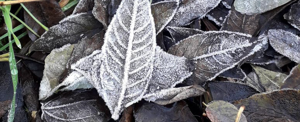 Pflanzenbegegnungen Wintersonnenwende
