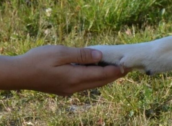 Hundetraining und persönliches Wachstum - EMPADOG