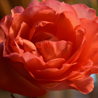 Gallery Foto