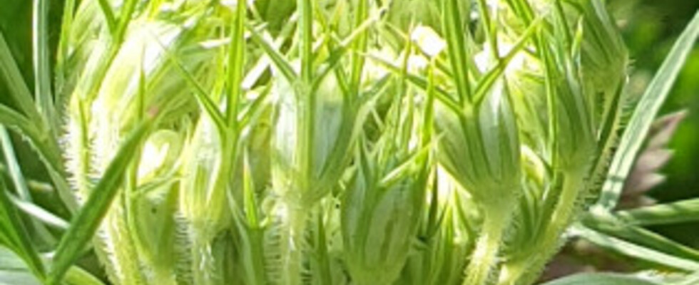 Achtsamkeit&Atem-Online-Programm